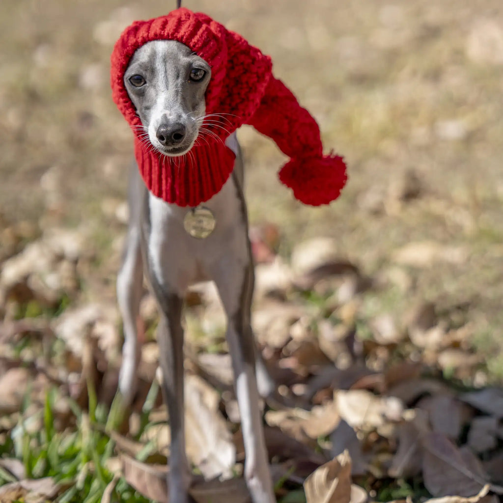 Bonnet chaud en tricot pour Whippet et Lévrier italien - Joli bonnet d'hiver pour chien 