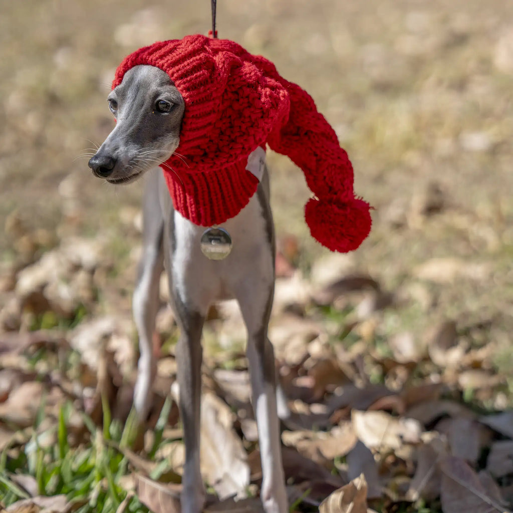 Bonnet chaud en tricot pour Whippet et Lévrier italien - Joli bonnet d'hiver pour chien 