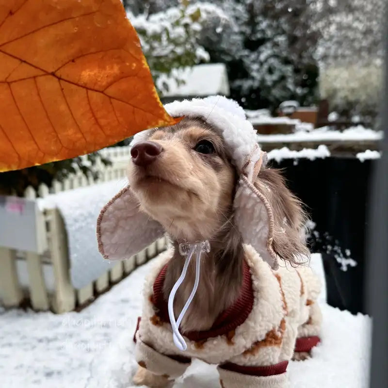 Dachshund Beret Hat - Winter Warm Fleece Dog Hat