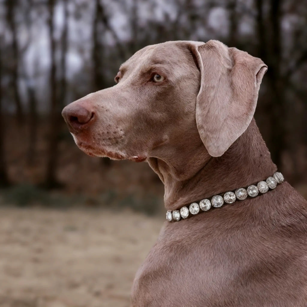 Collier pour chien en diamant - Collier de luxe en strass 