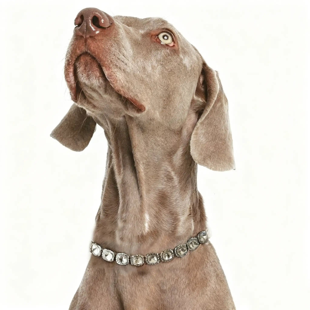 Collier pour chien en diamant - Collier de luxe en strass 