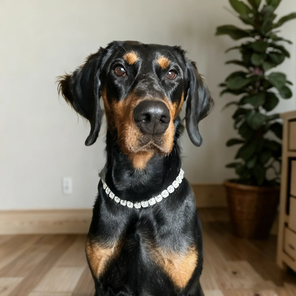 Collier pour chien en diamant - Collier de luxe en strass 