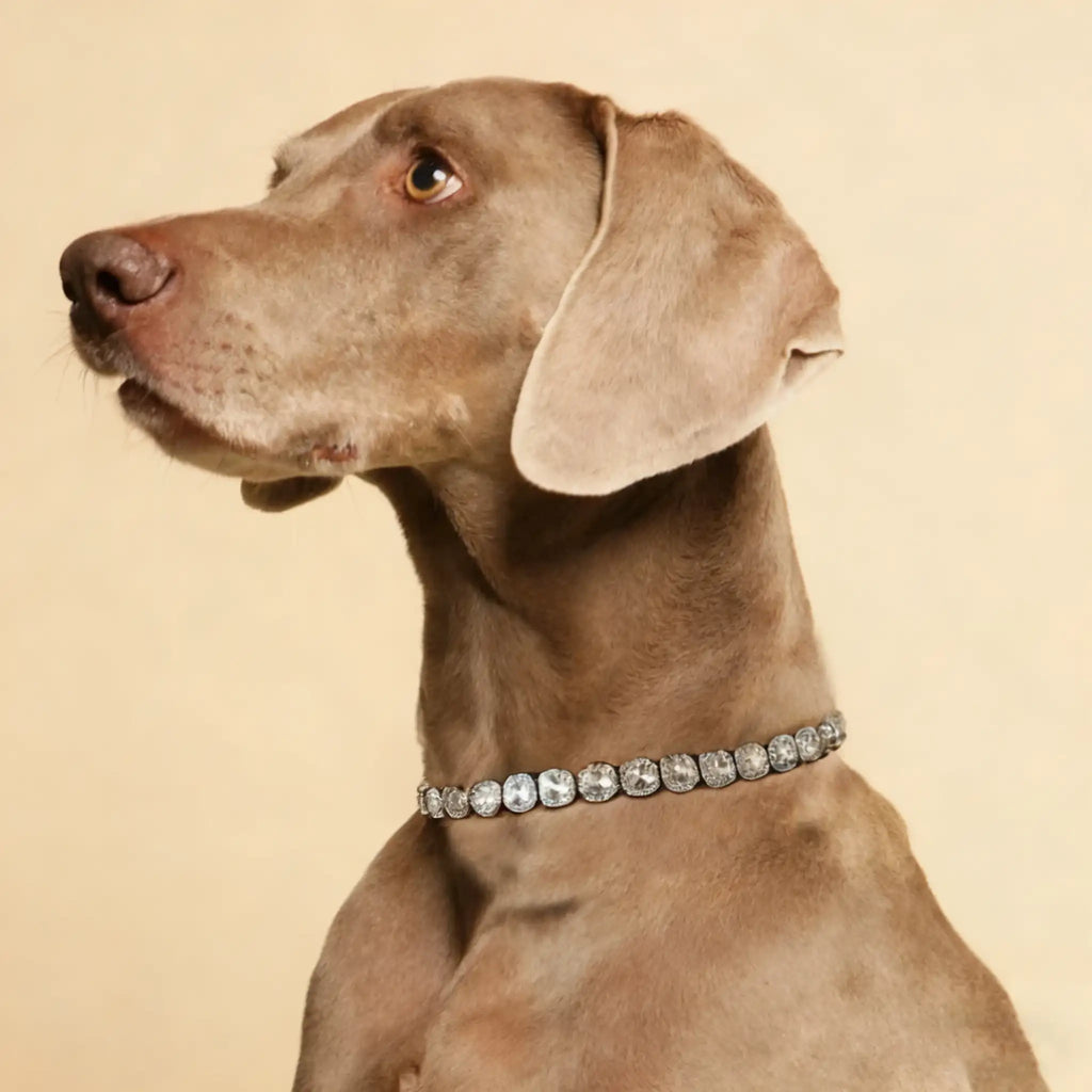 Collier pour chien en diamant - Collier de luxe en strass 