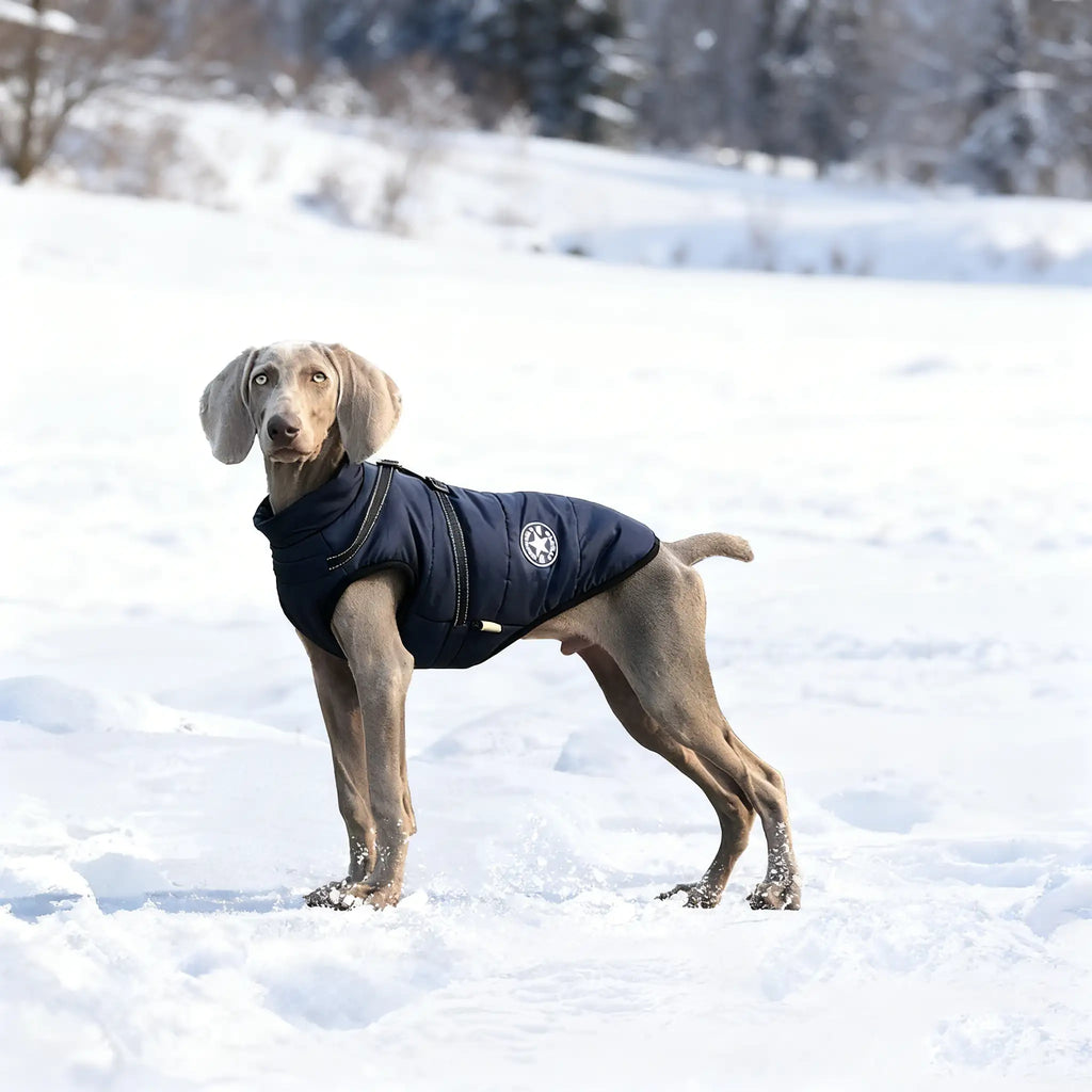 Labrador vinterjakke - Varm, polstret hundejakke med refleksstriper 