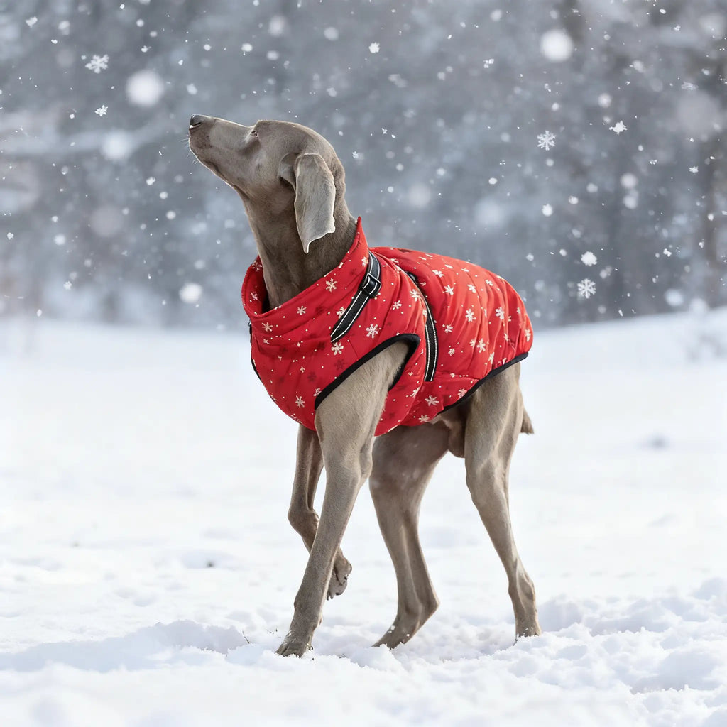 Labrador vinterjakke - Varm, polstret hundejakke med refleksstriper 