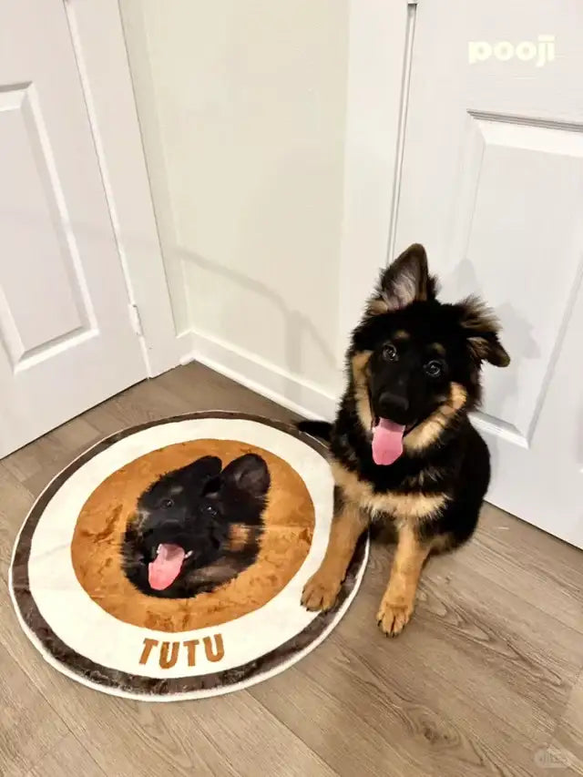 Pet Customization Series  (2).webp