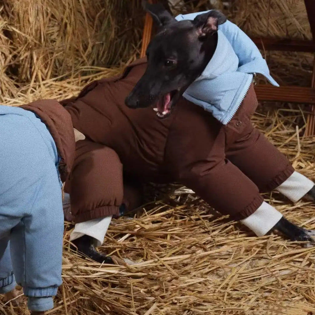 High-Neck Winter Cotton Coat for Medium Dogs